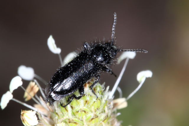 Enicopus pilosus - Copyright Denis Bourgeois